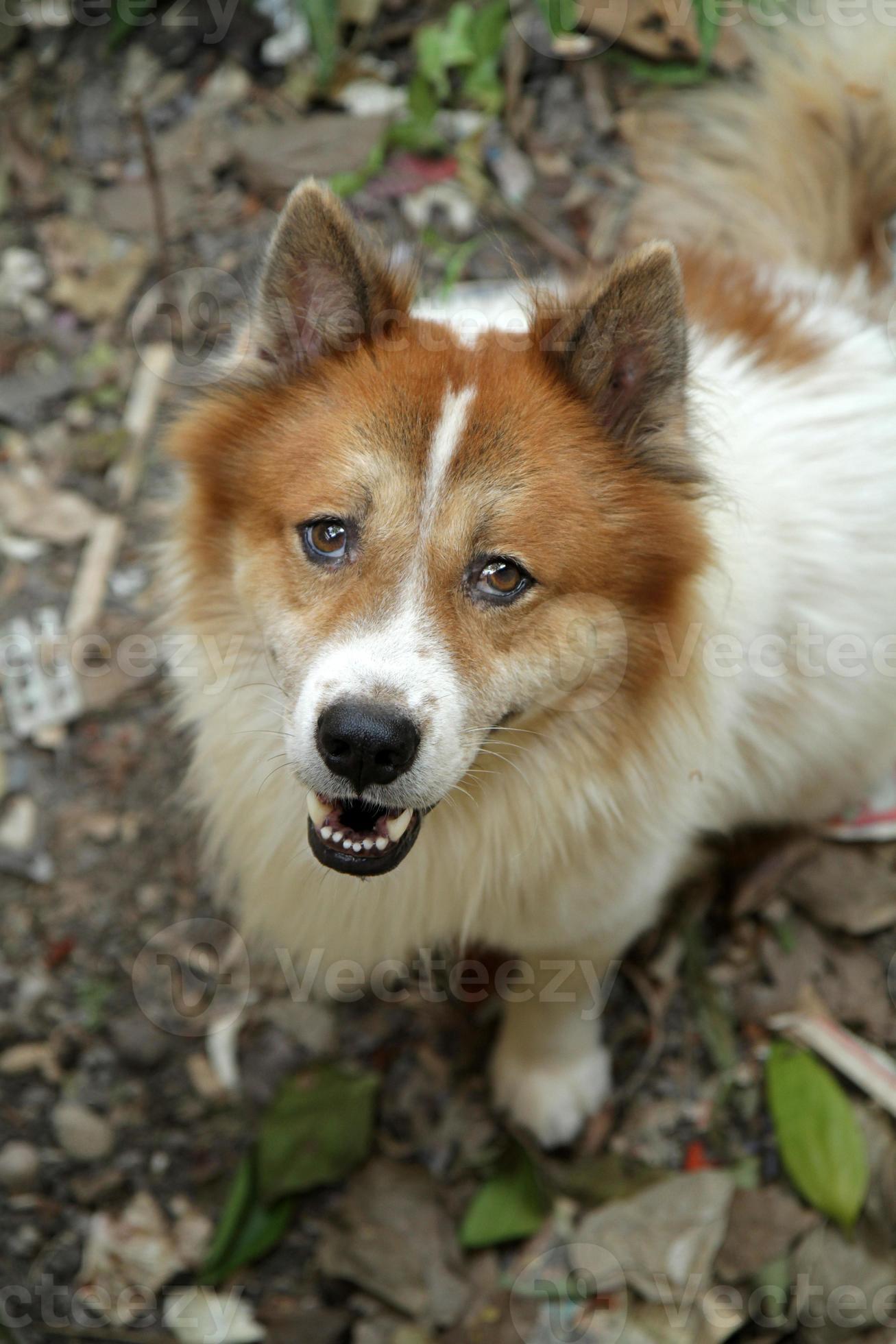Thai bang-kaew dog,close-up photo
