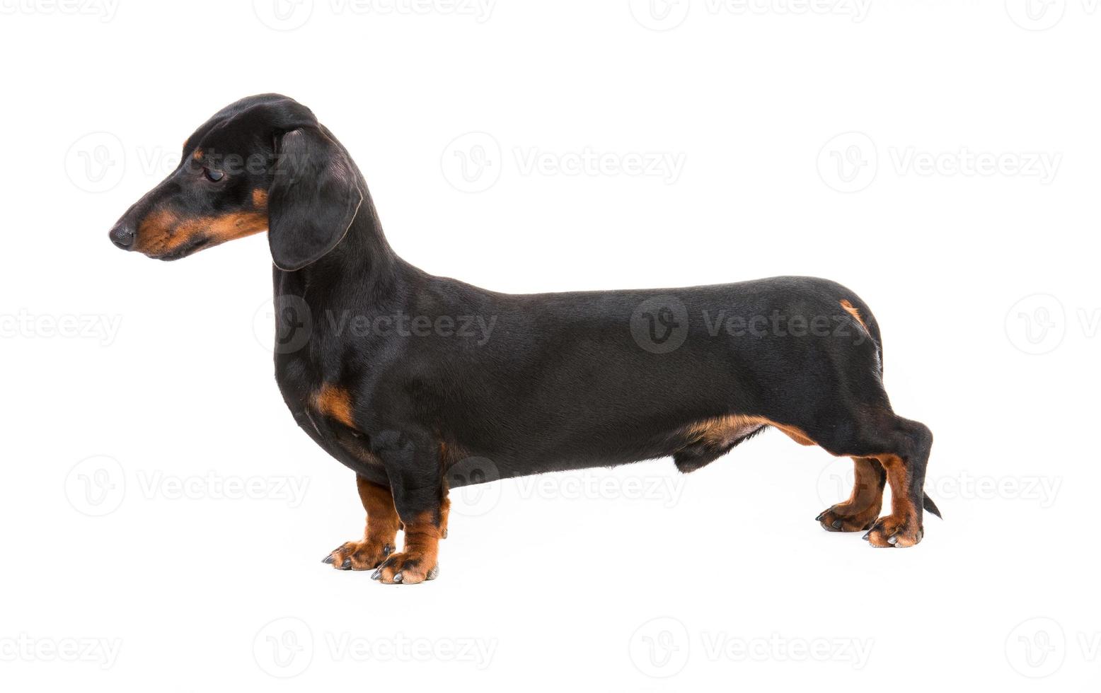 dog breed dachshund photo