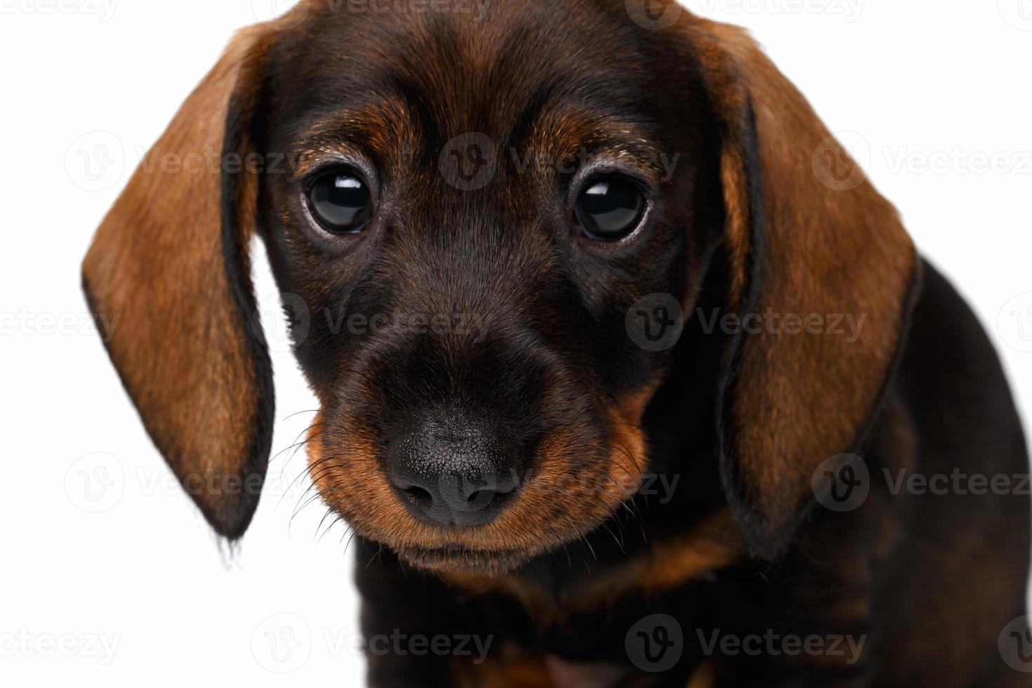 Dachshund puppy photo