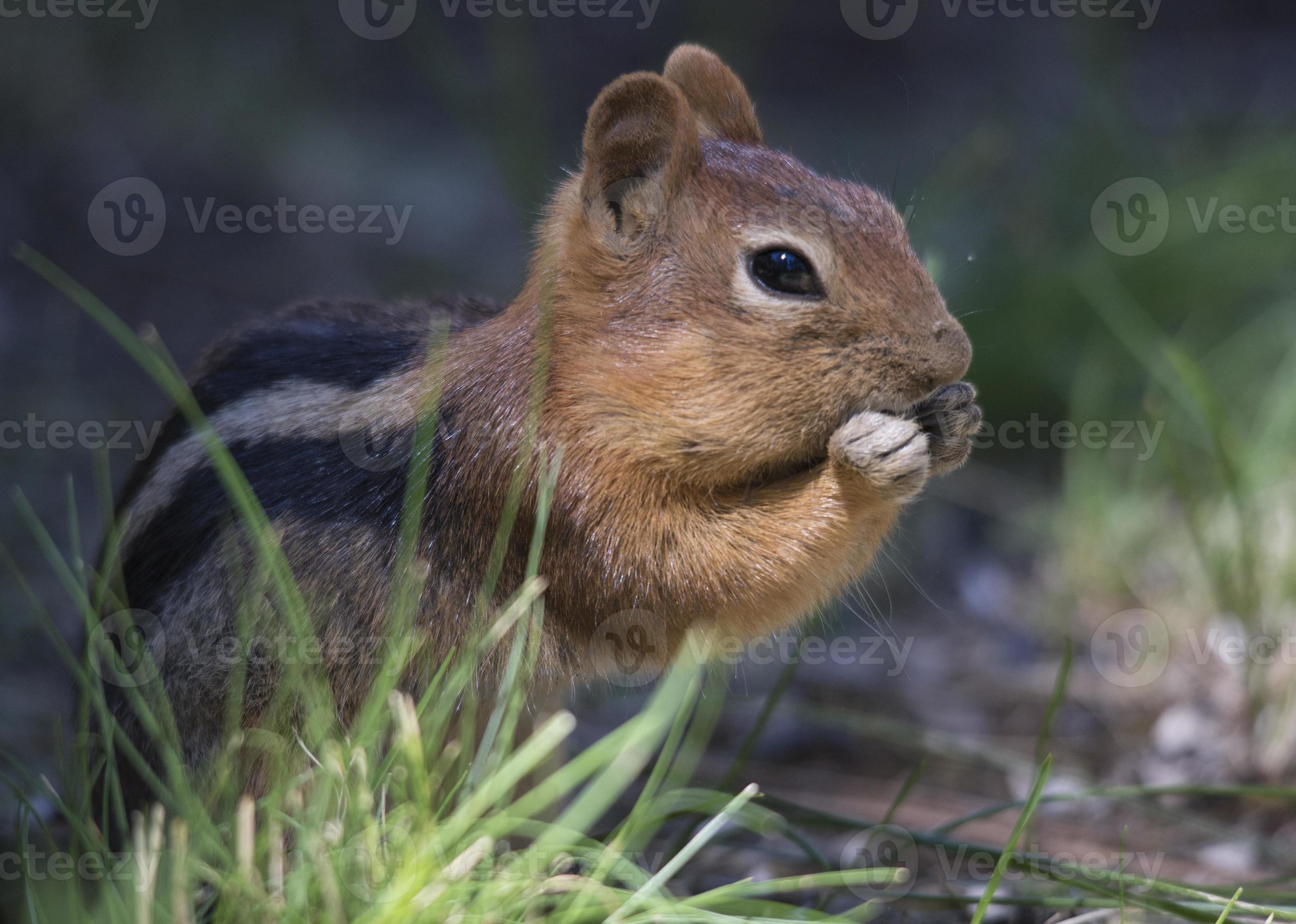 Golden mantled squirrel eating photo