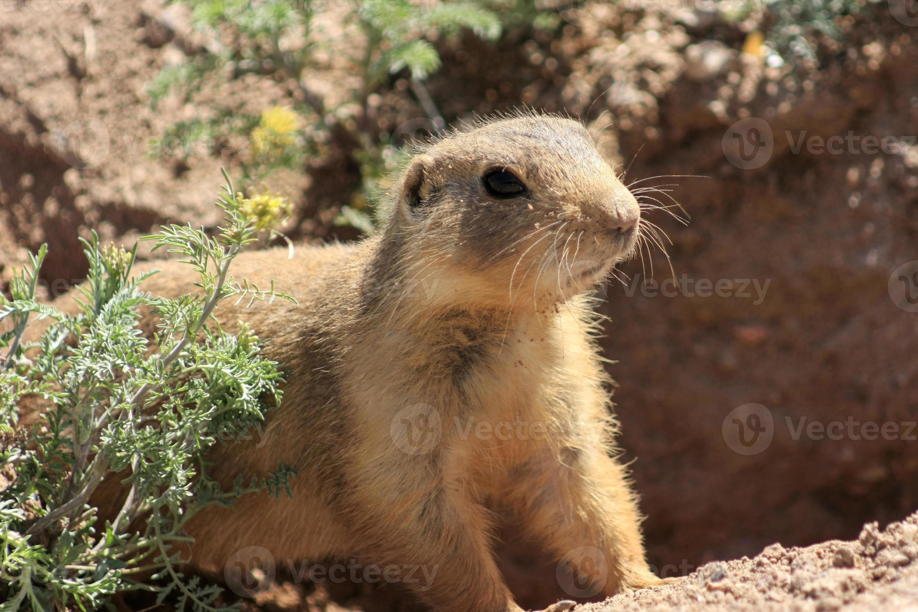 Animals of New Mexico photo