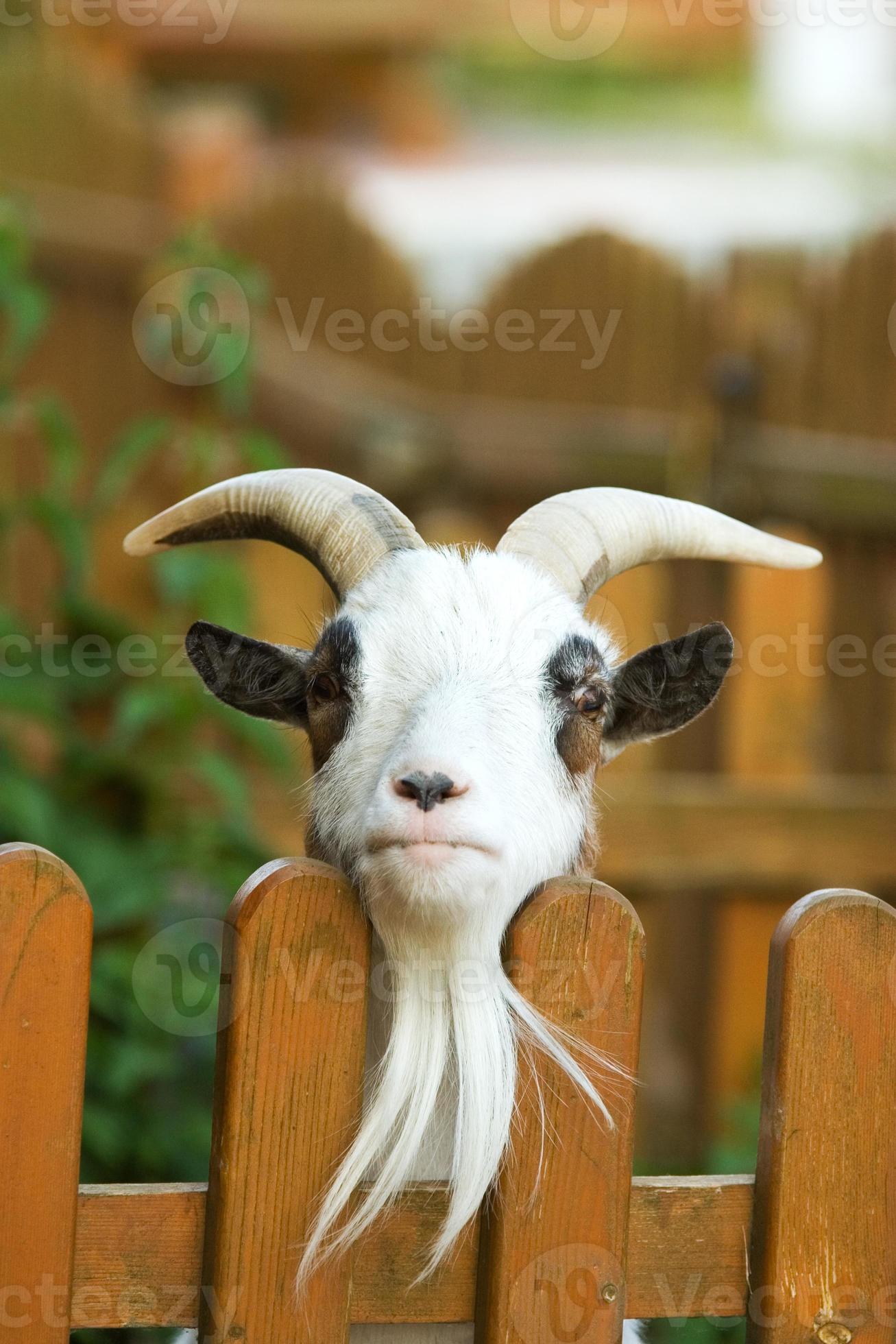 billy goat 840076 Stock Photo at Vecteezy billy goat 840076 Stock Photo at Vecteezy