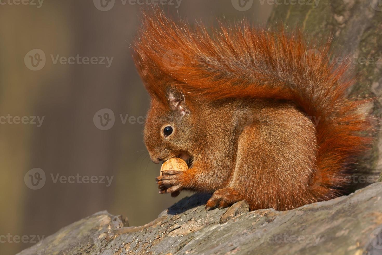 Red squirrel (Sciurus vulgaris) eating walnuts 840106 Stock Photo at