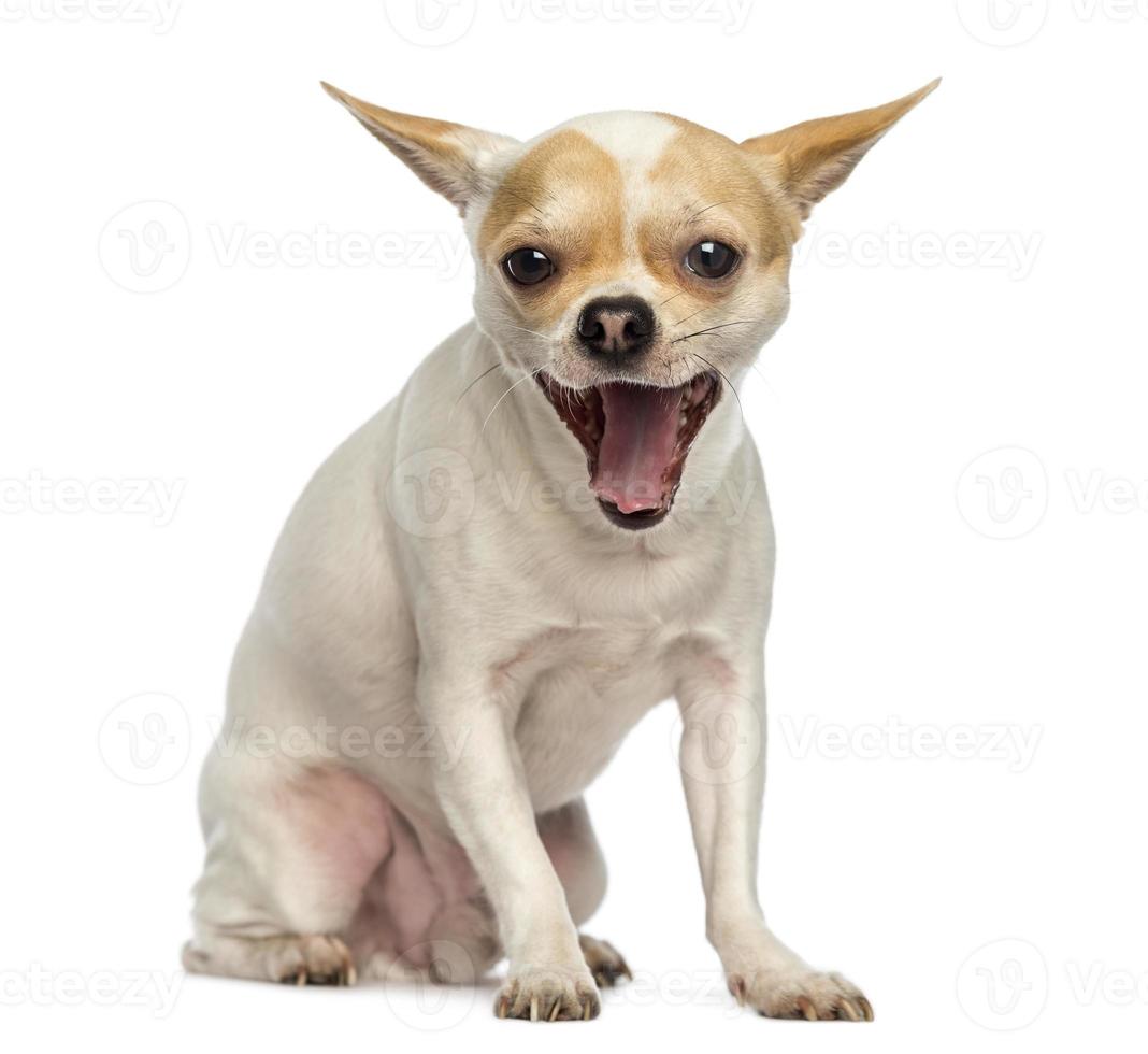 Chihuahua sitting, yawning, isolated on white photo