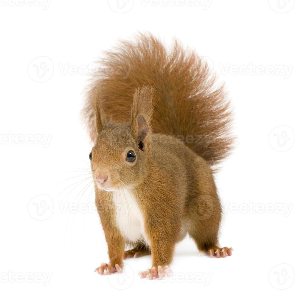 An Eurasian red squirrel on a white background photo