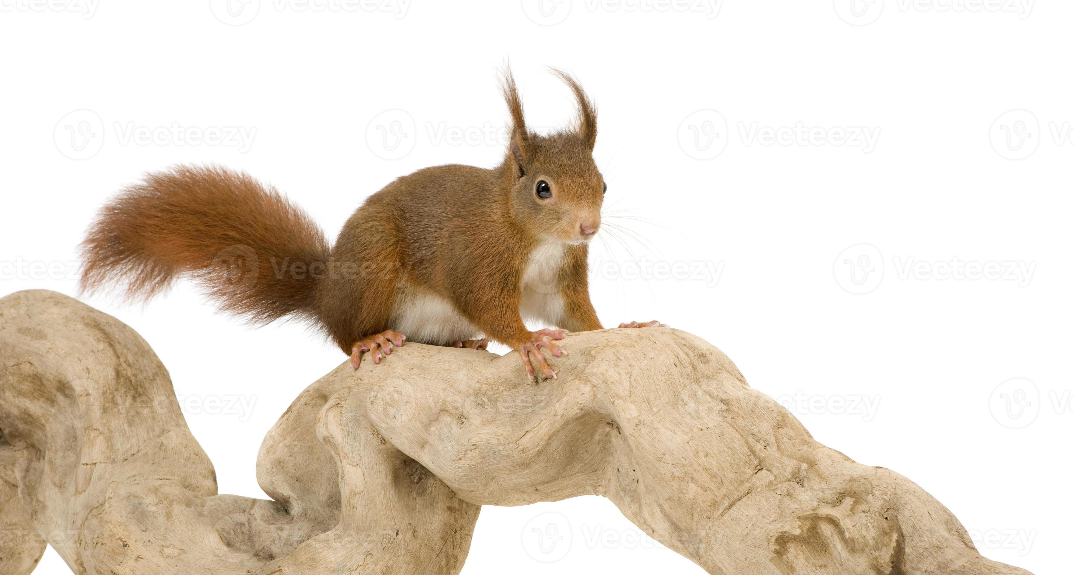Eurasian red squirrel - Sciurus vulgaris (2 years) photo