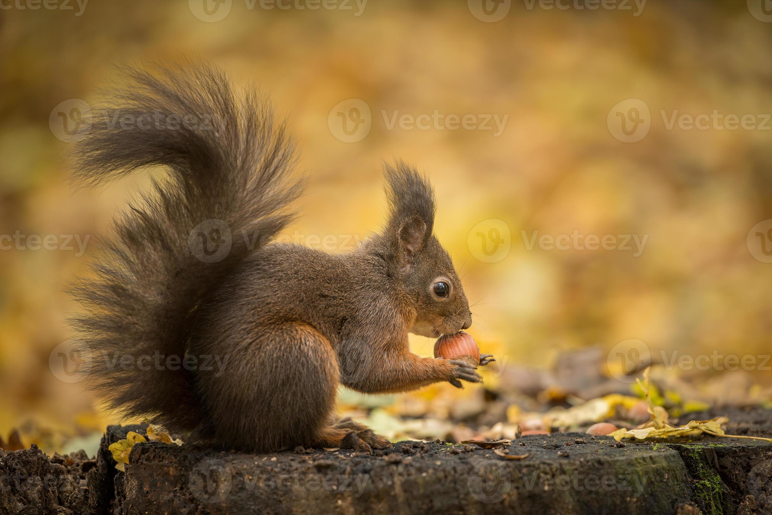 Red squirrel on gold photo