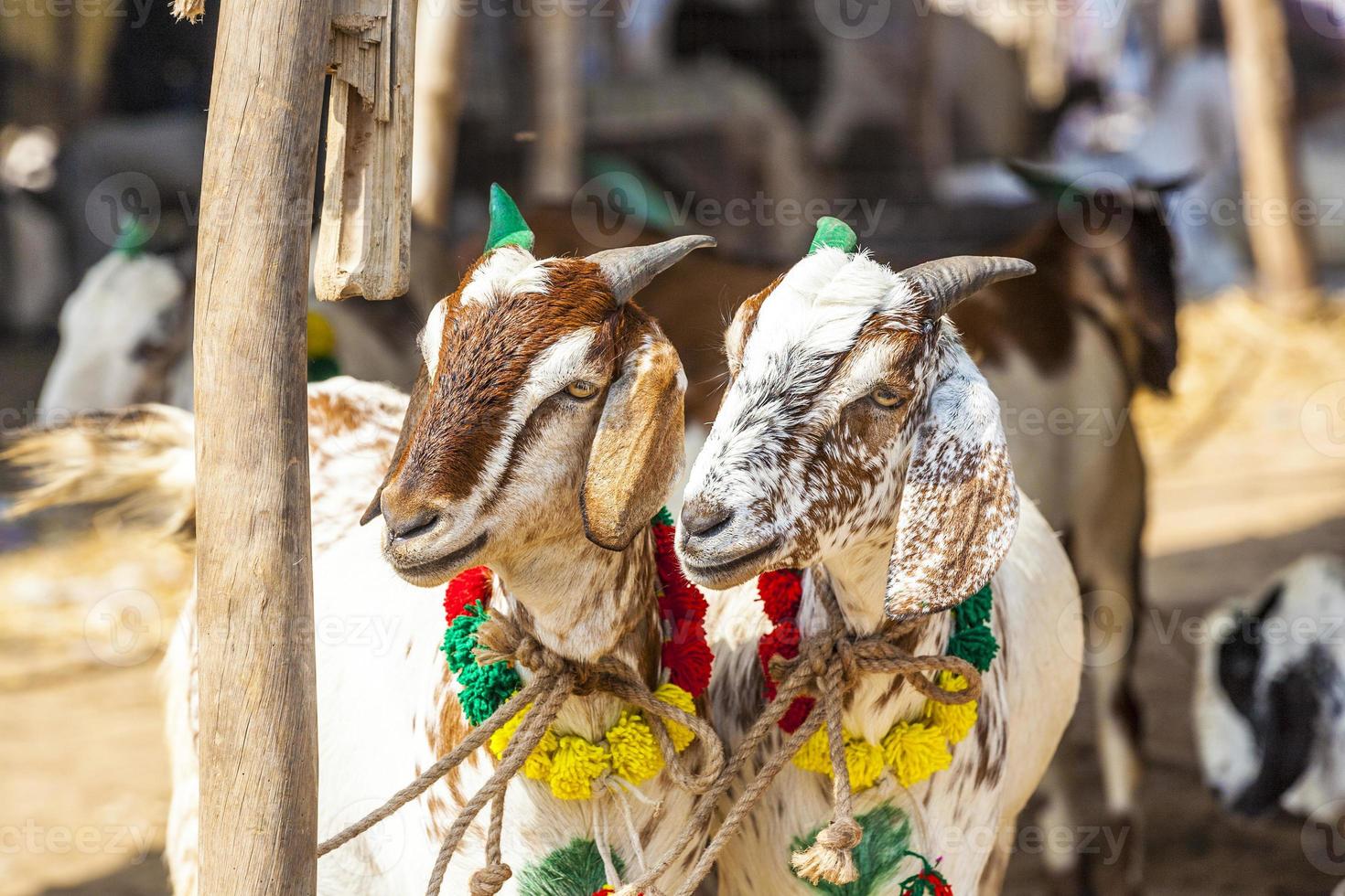 goats for selling at the bazaar photo