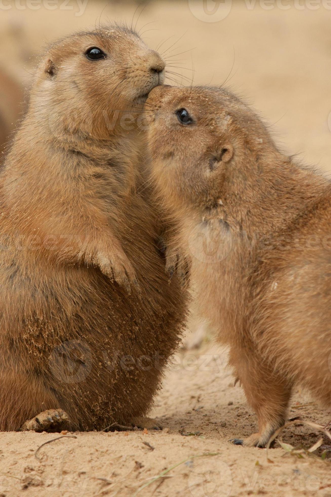 Prairie Dogs Cuddling and showing Affection 840364 Stock Photo at Vecteezy Prairie Dogs Cuddling and showing Affection 840364 Stock Photo at Vecteezy