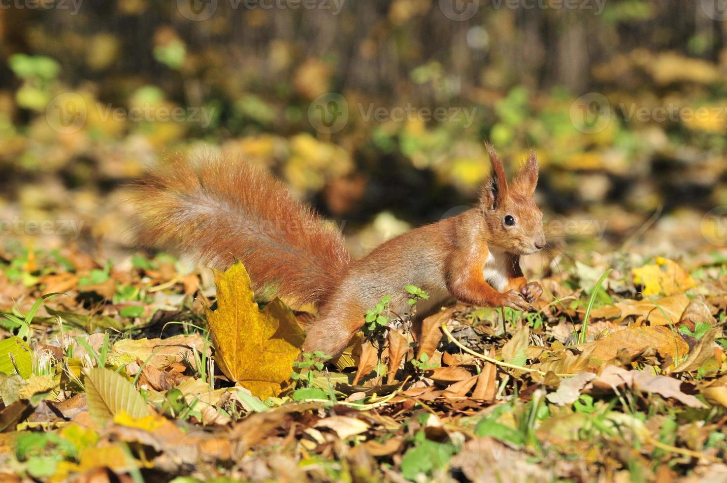 Squirrel a rodent of the squirrel family. 840373 Stock Photo at Vecteezy
