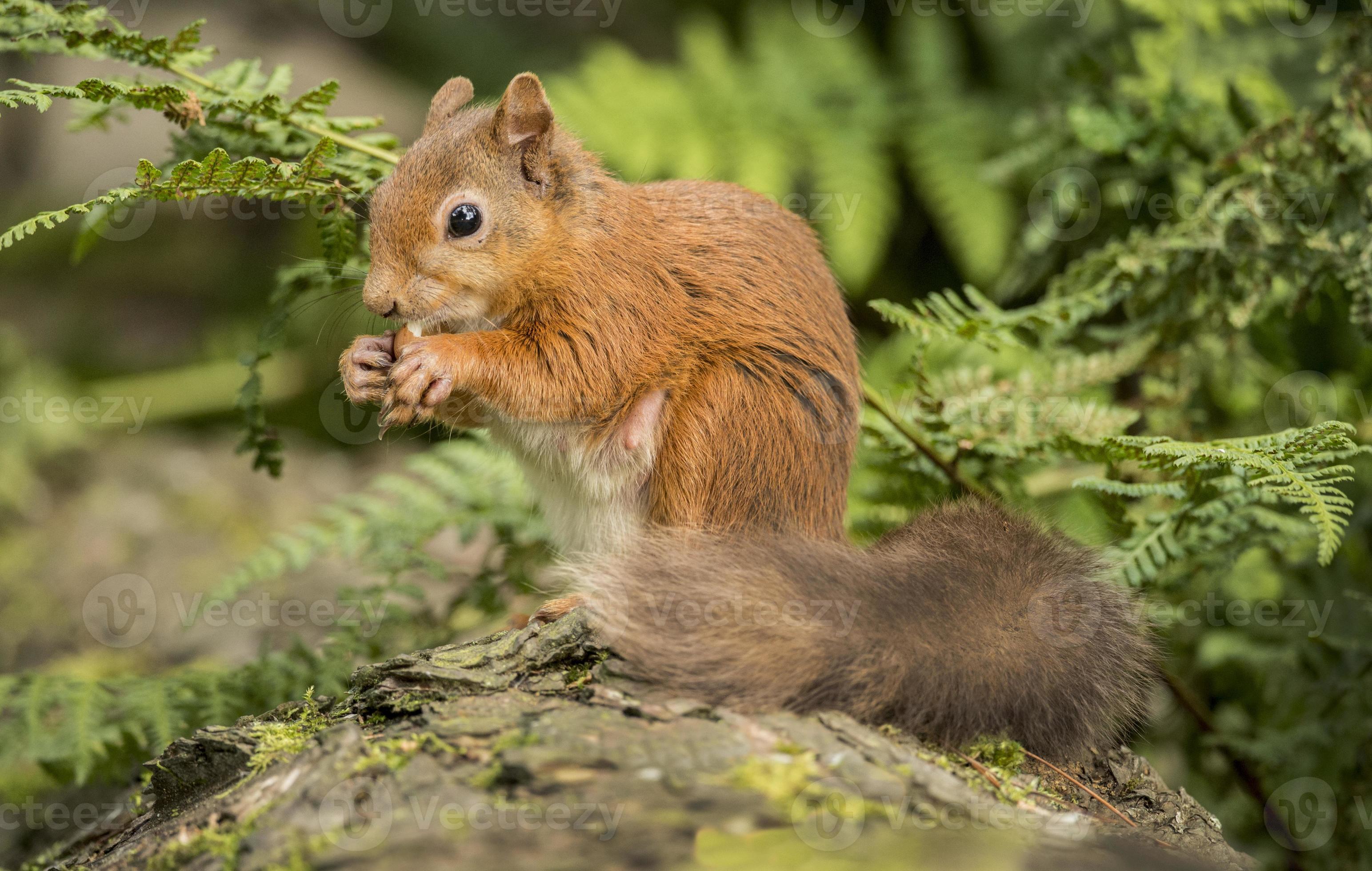 Red squirrel, Sciurus vulgaris, sitting on a tree trunk 840440 Stock