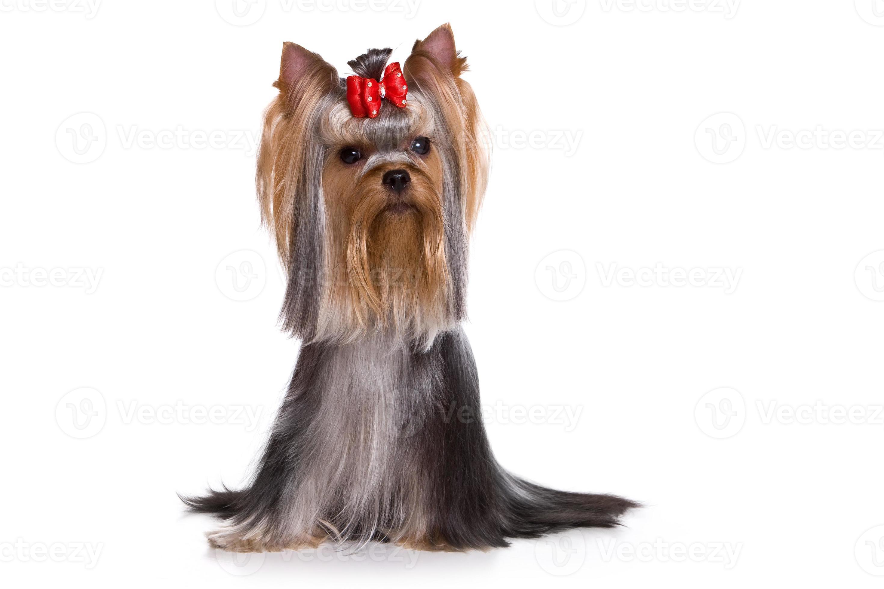 Yorkshire Terrier dog looking at the camera (isolated on white) photo