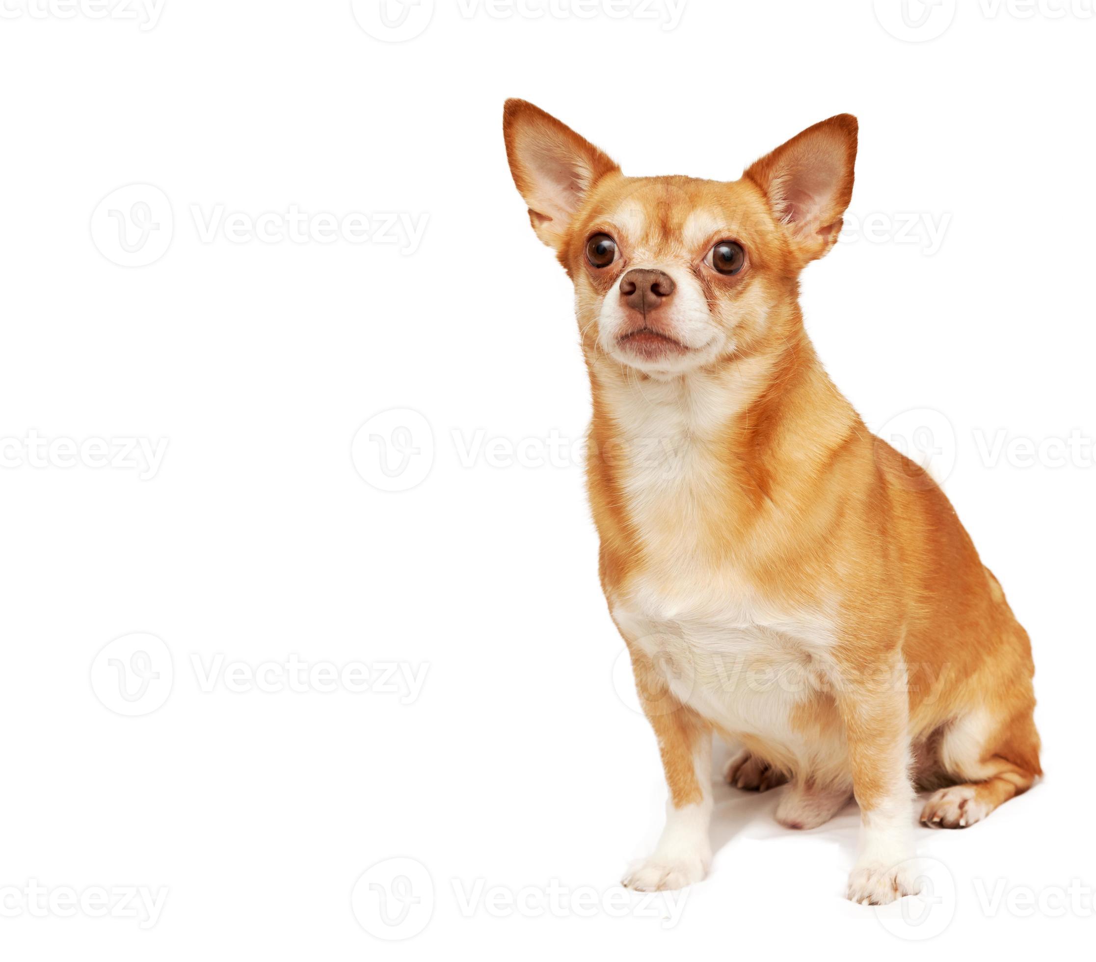 Chihuahua hua dog, isolated on a white background 840545 Stock Photo at