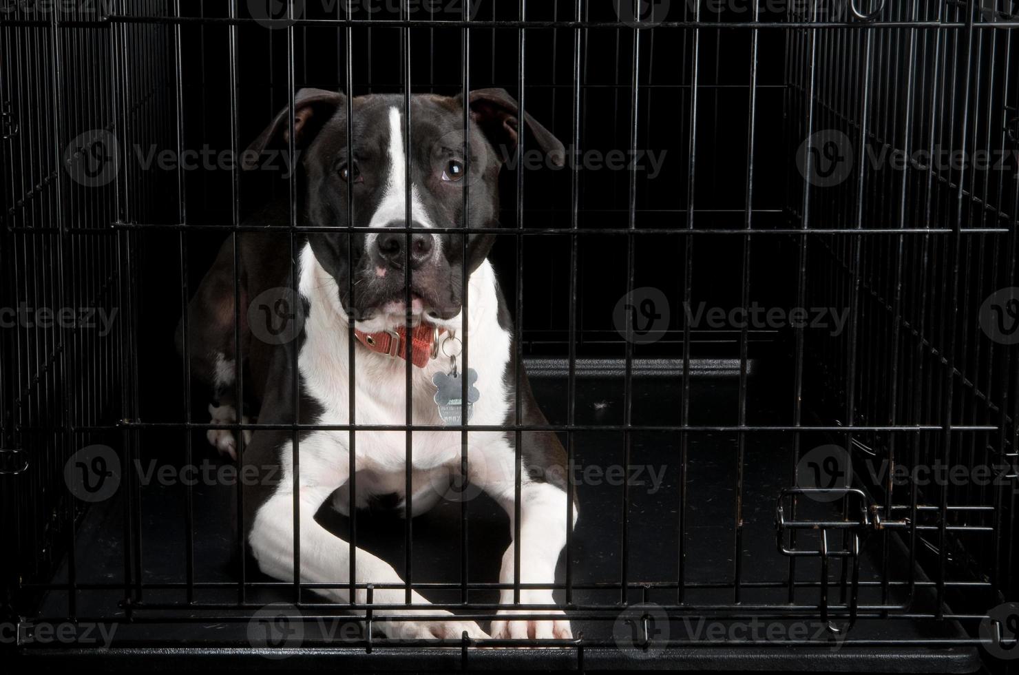 Crated Dog 840564 Stock Photo at Vecteezy