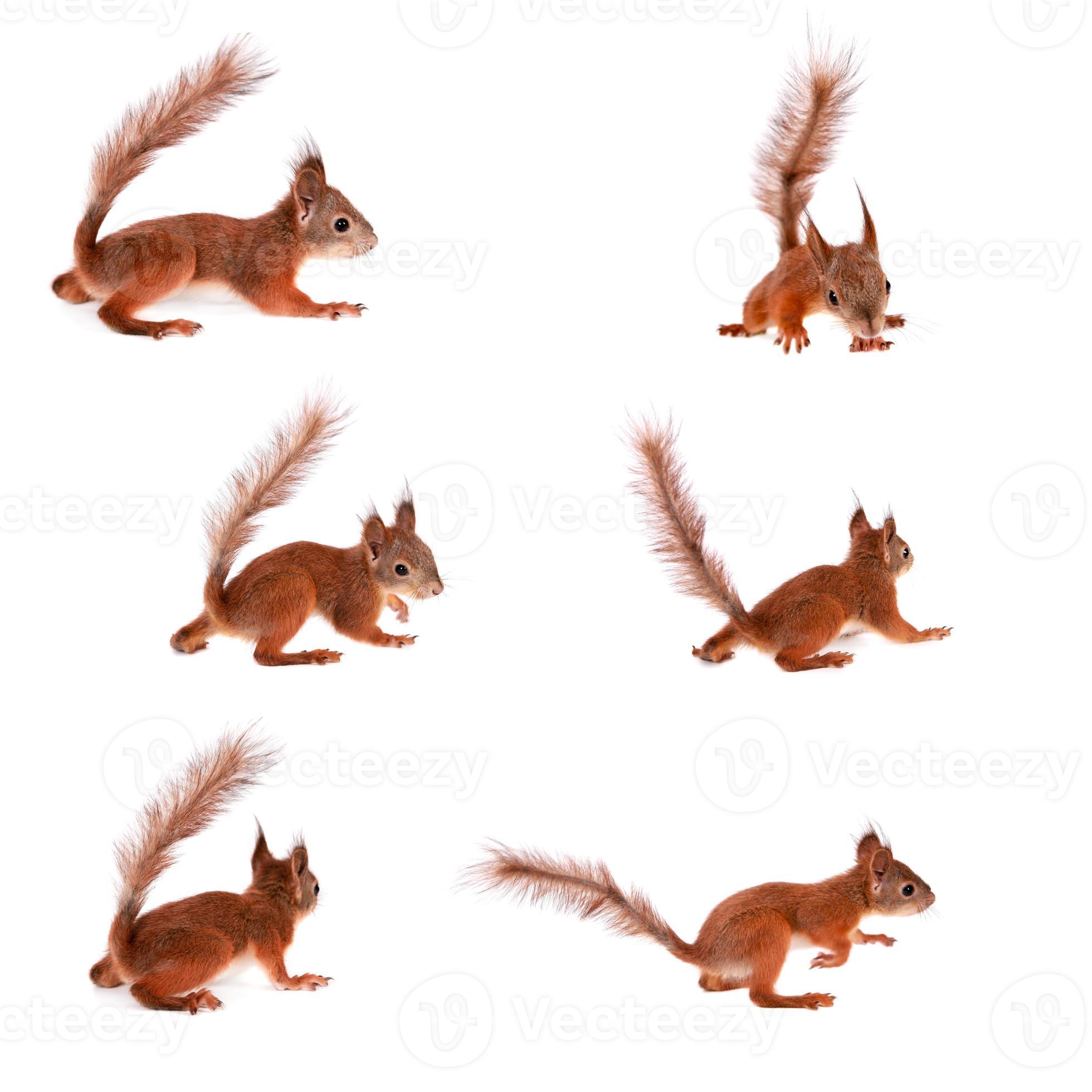 Eurasian red Squirrel, Sciurus Vulgaris on white photo