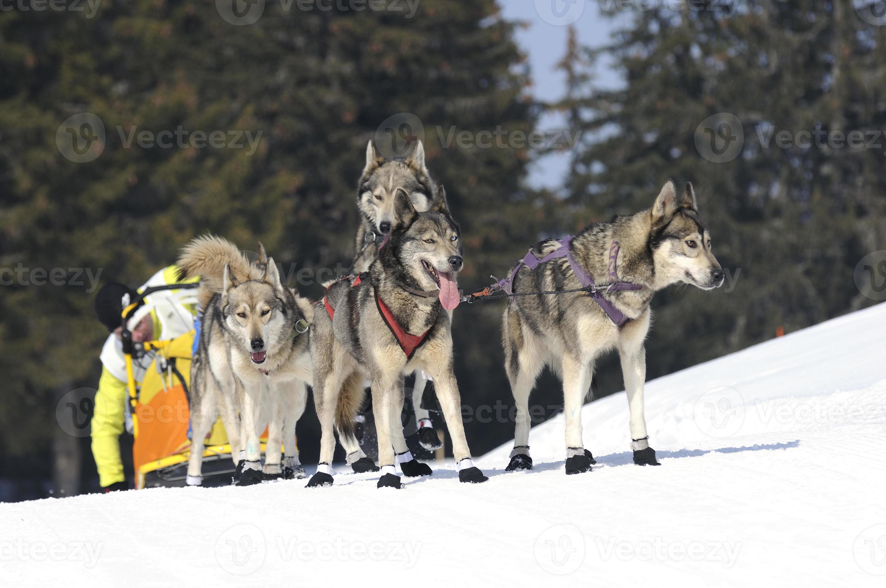 sportive dogs in the snow photo