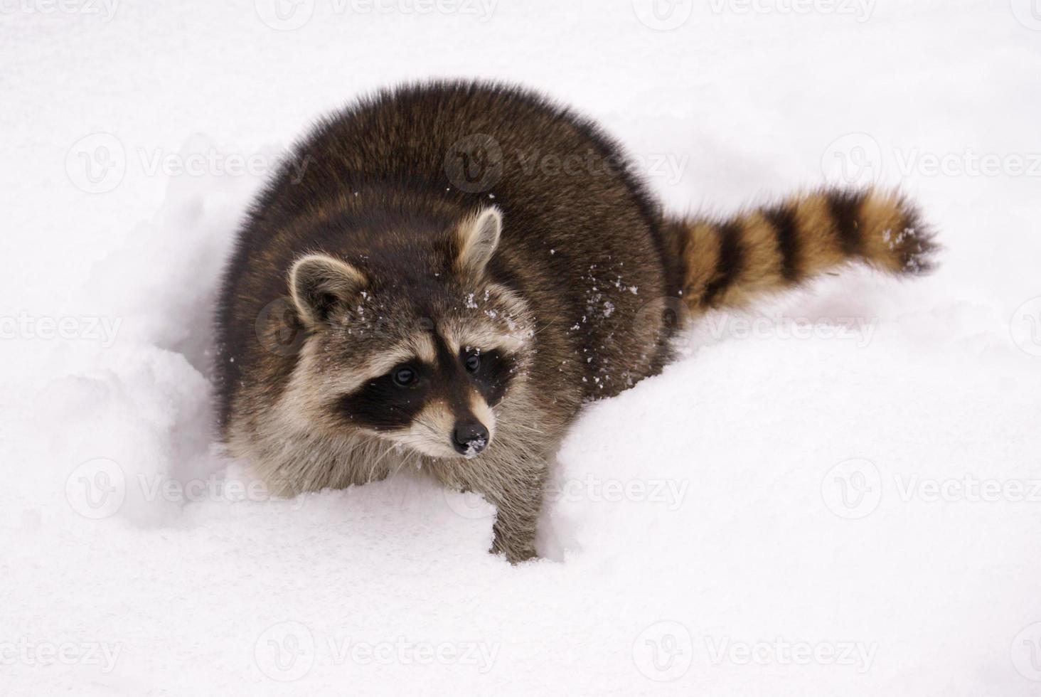 Cute raccoon photo