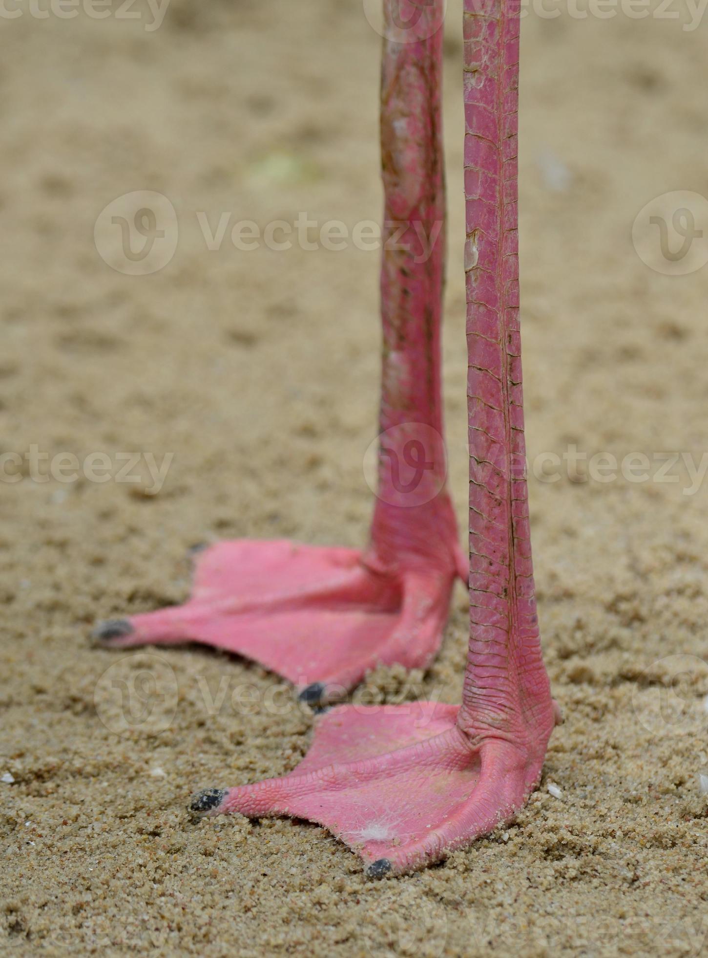 Closeup of Greater Flamingo's foot and its details 840711 Stock Photo