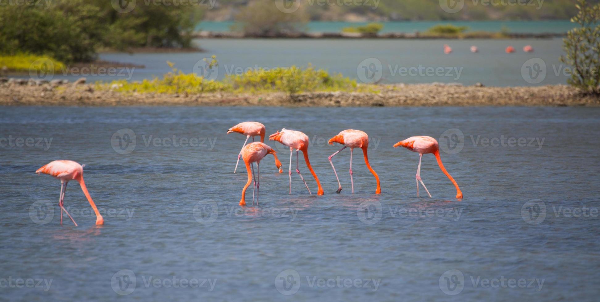 Curacao Flamingos photo