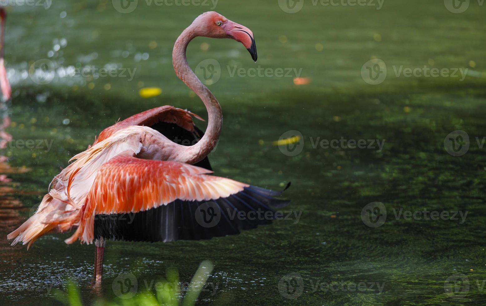 Flamingo photo