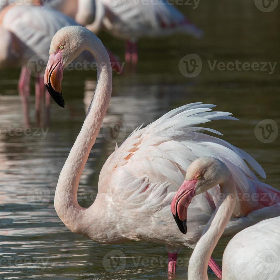 Gruppe Flamingos photo