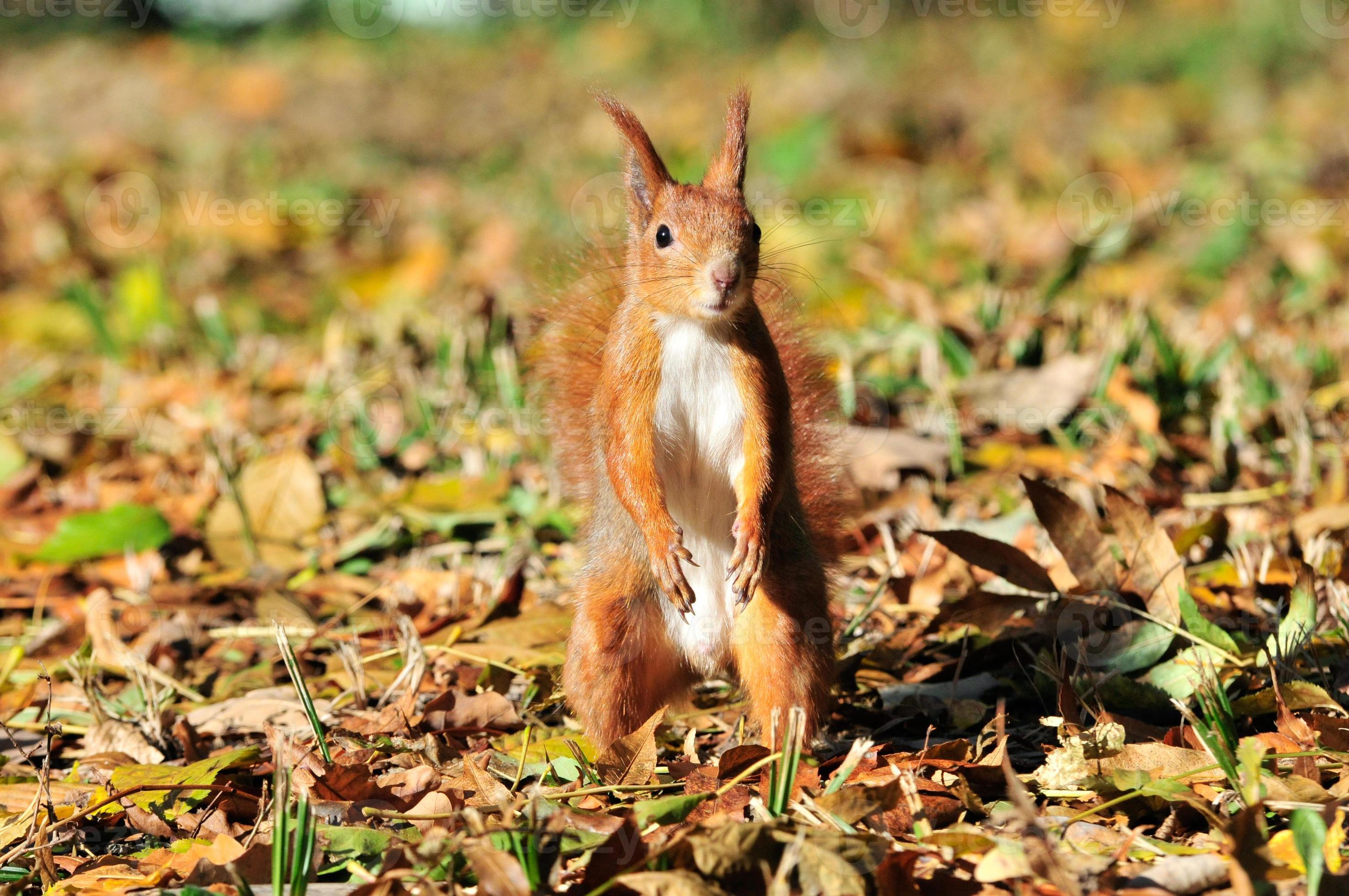 Squirrel a rodent of the squirrel family. 840867 Stock Photo at Vecteezy