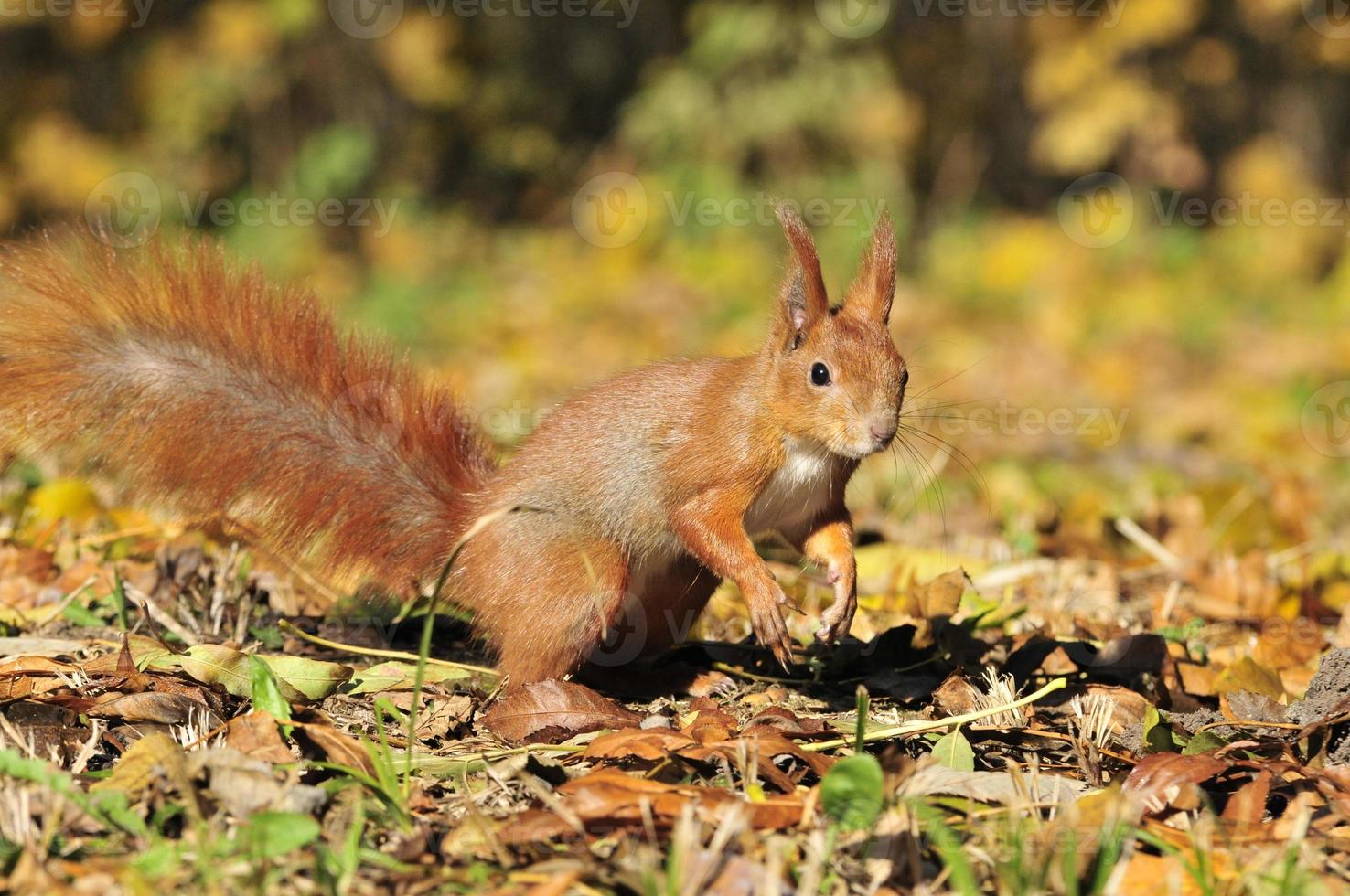 Squirrel - a rodent of the squirrel family. photo