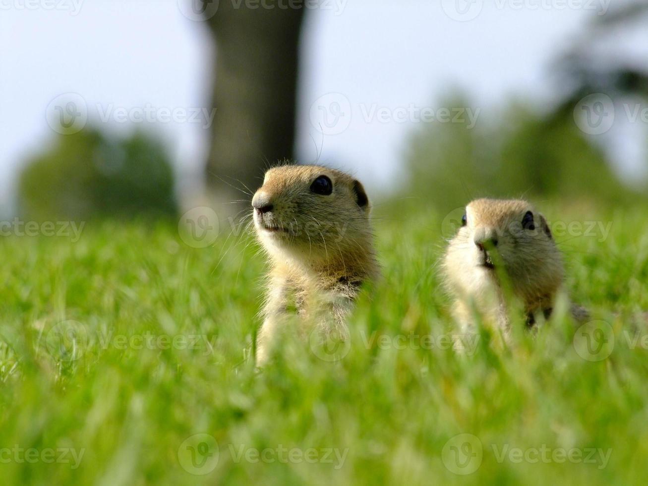Young Gophers photo
