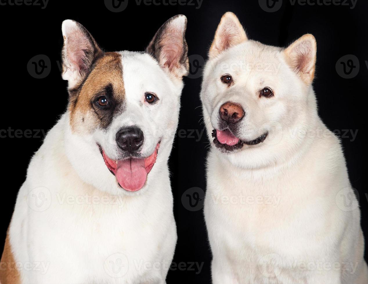 Dogs Over Black Background photo