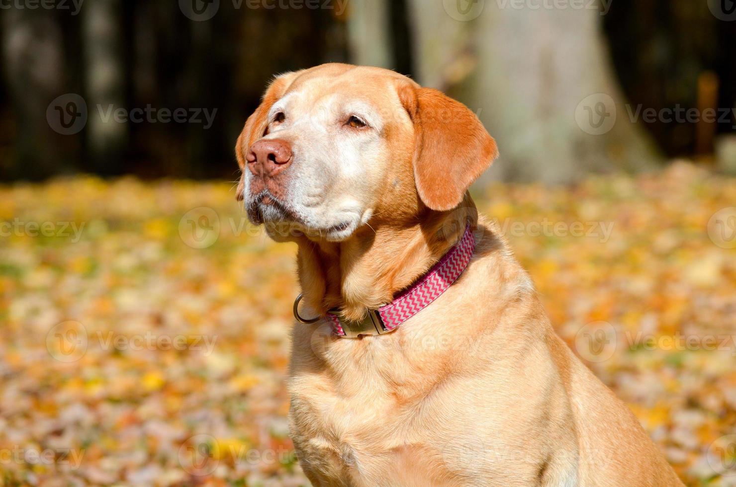 perro en otoño foto