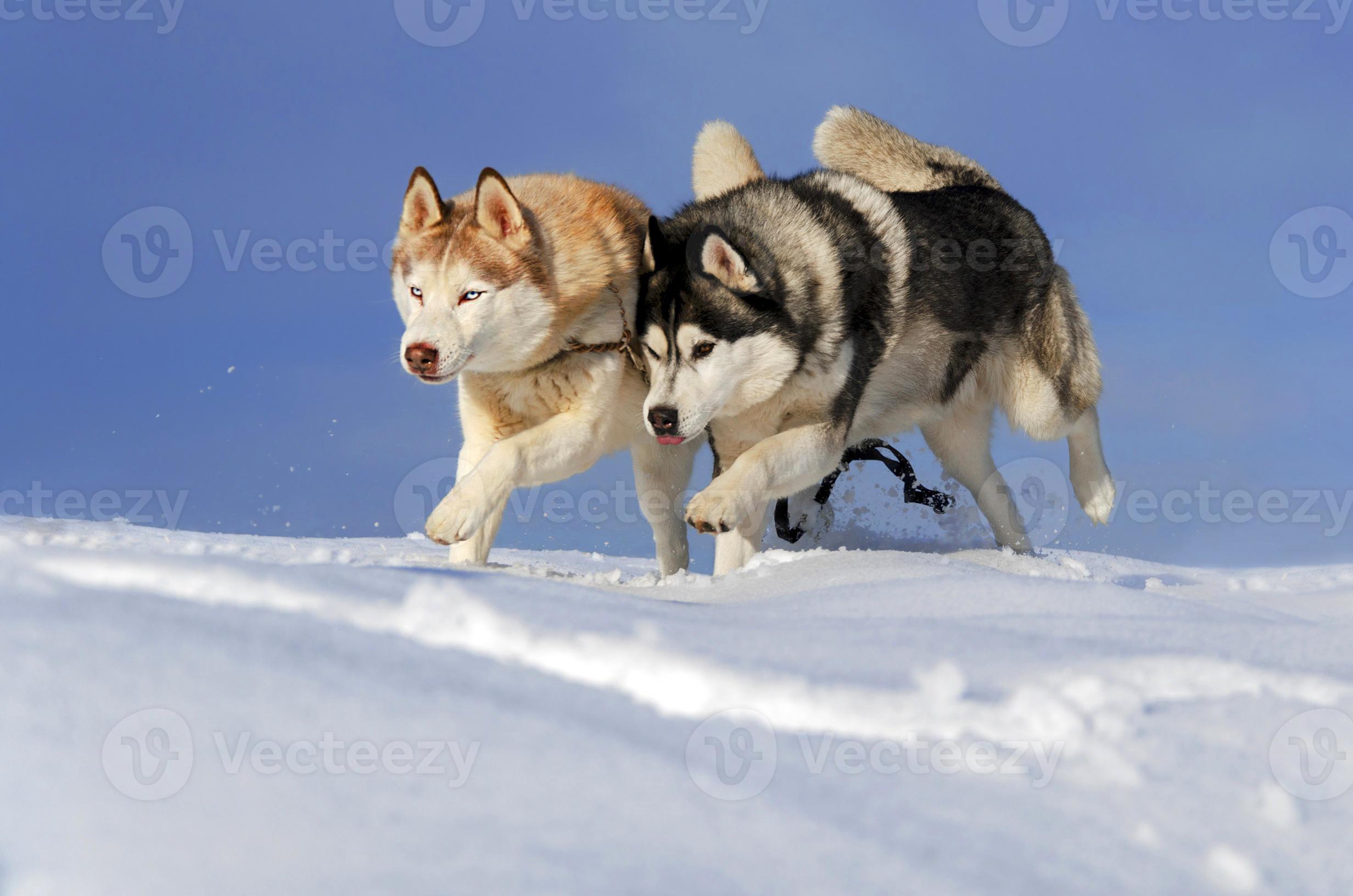 Playing Dogs On Snow. Husky Dogs Jump, Bite, Fight. Friendly Two