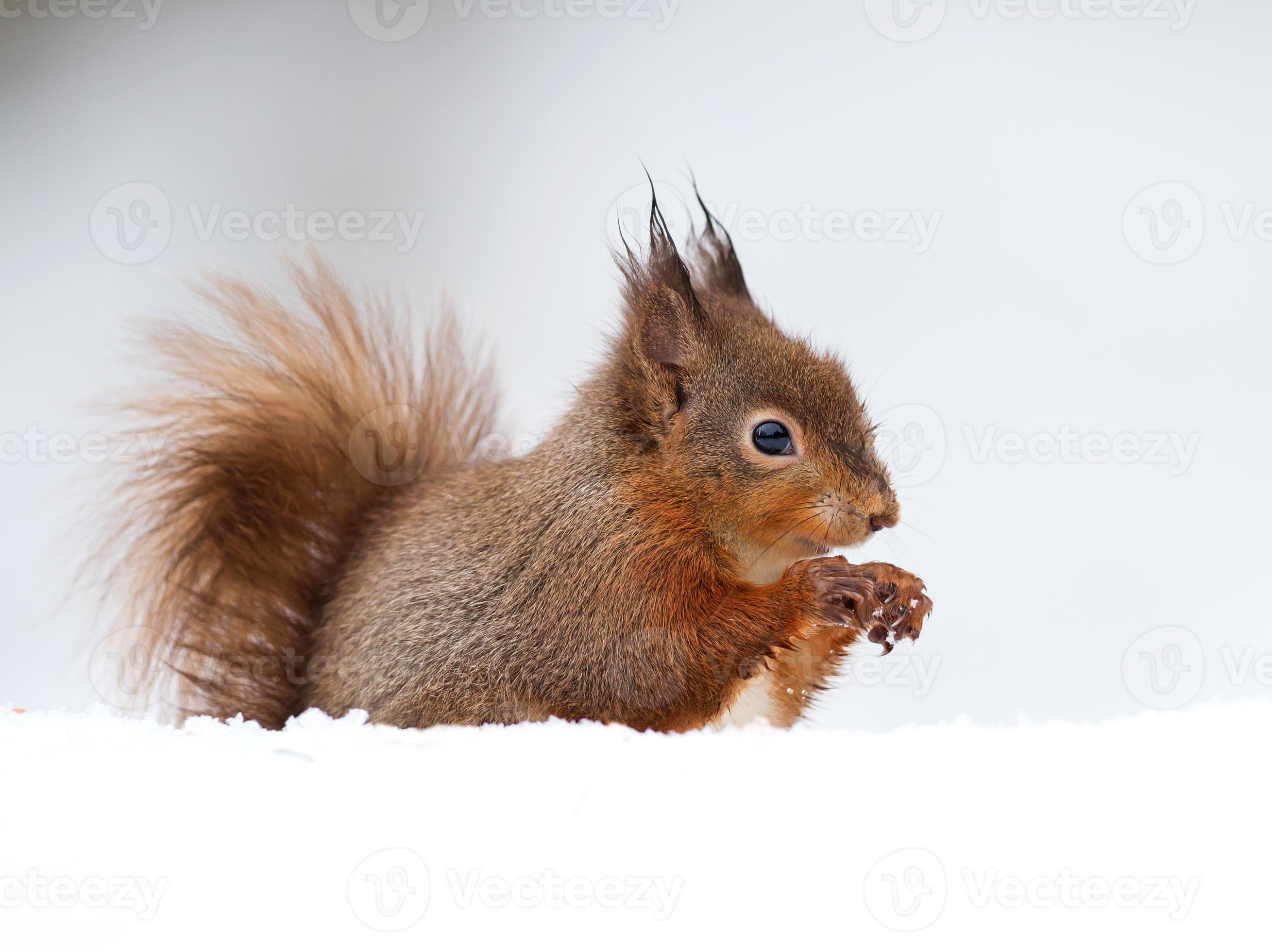 Red Squirrel (Sciurus Vulgaris) photo