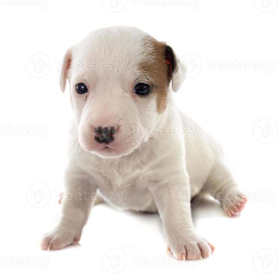 puppy jack russel terrier photo