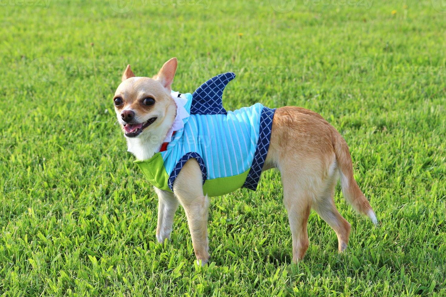 Shark Week Chihuahua ! photo