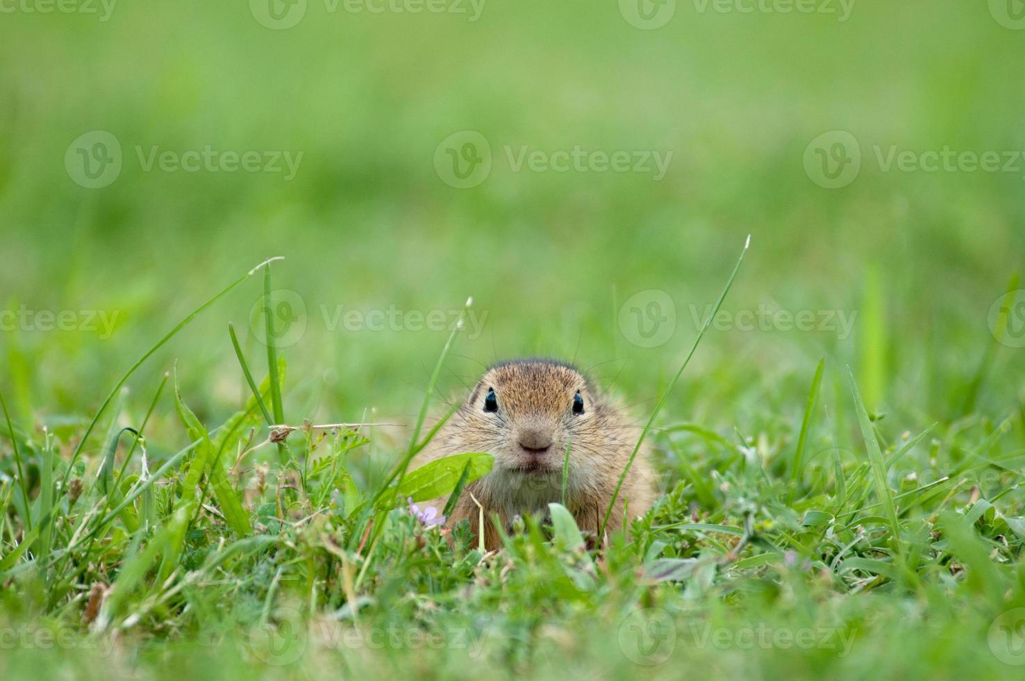 european ground squirrel hidden in the grass photo