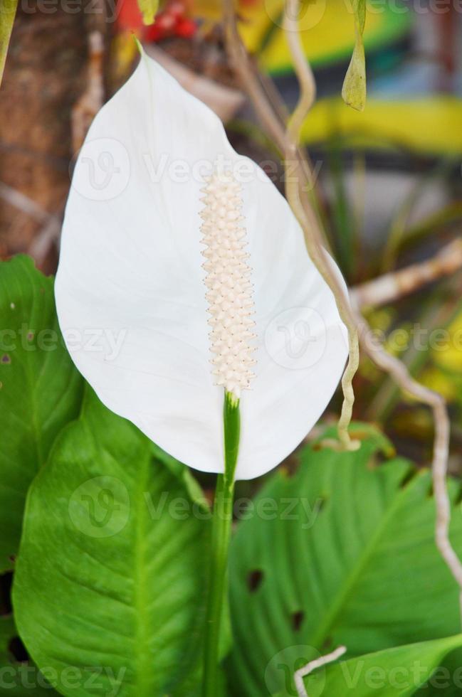 flor de flamenco blanco foto