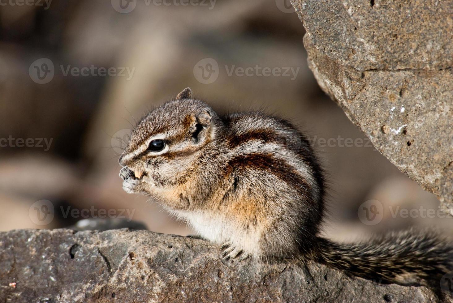 Chipmunk Eating a Seed photo