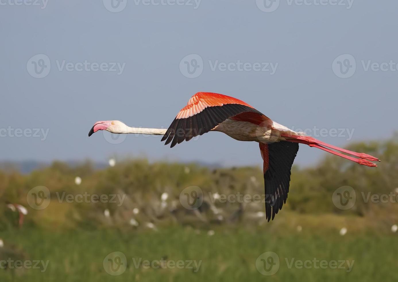pink flamingo photo