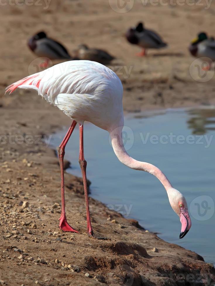 pink flamingo photo