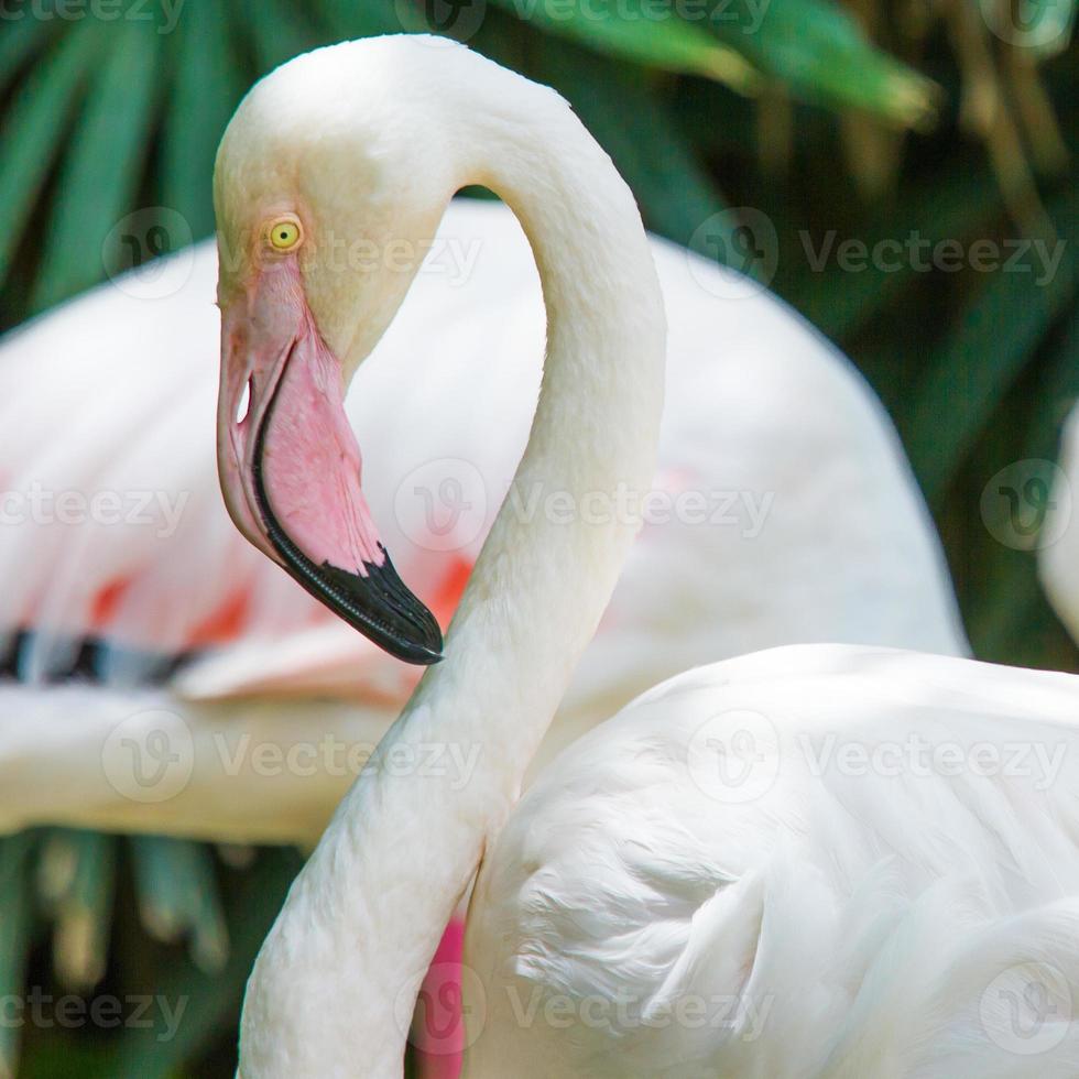 Flamingo bird. photo