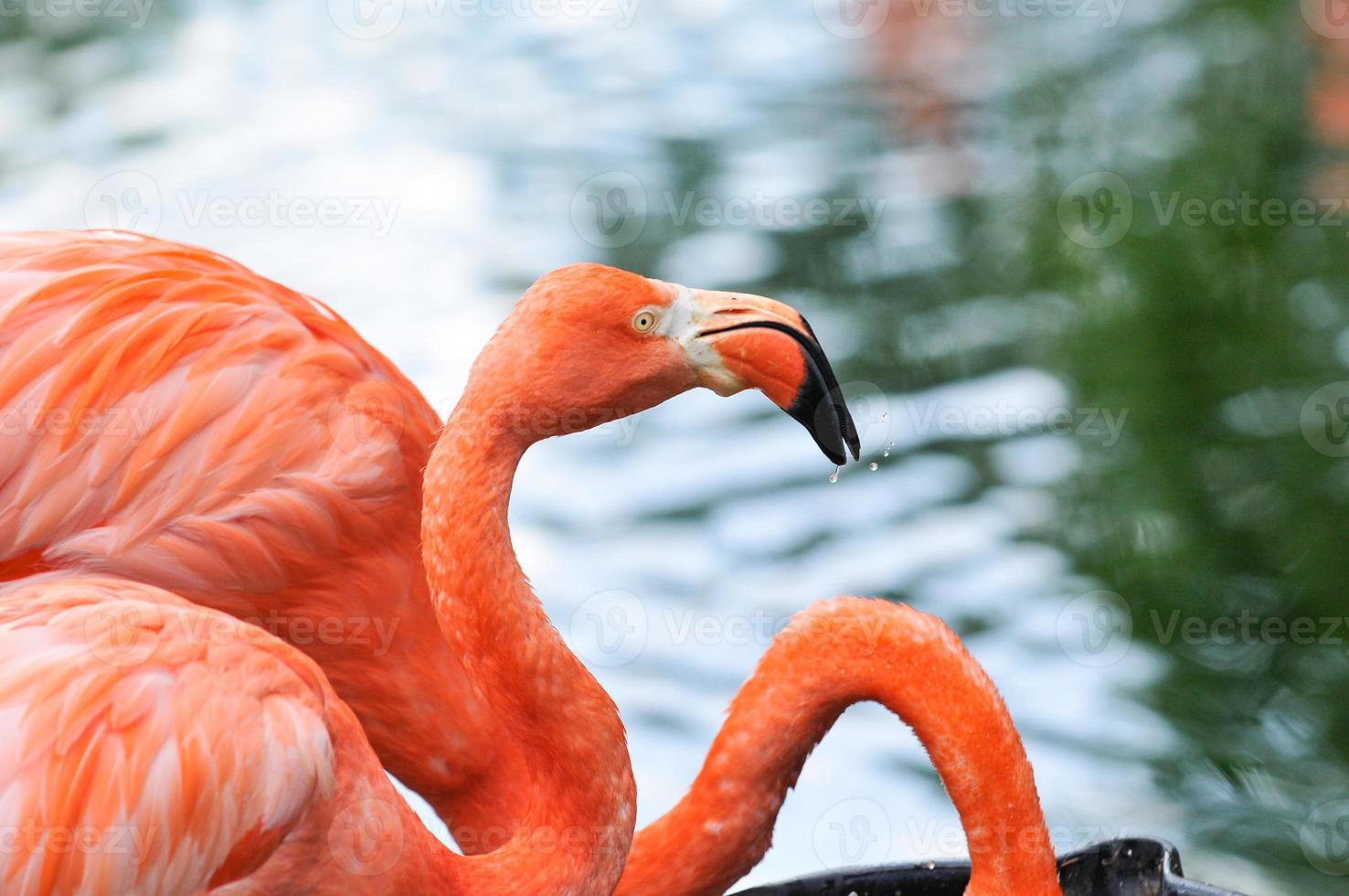 Pink flamingo photo