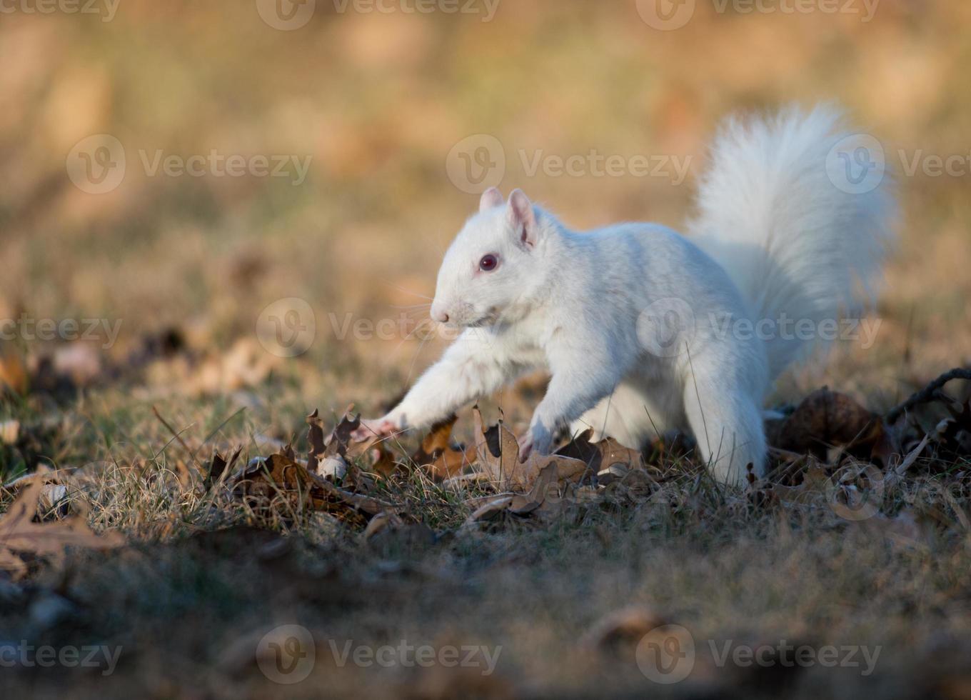 White squirrel burying nuts 841269 Stock Photo at Vecteezy