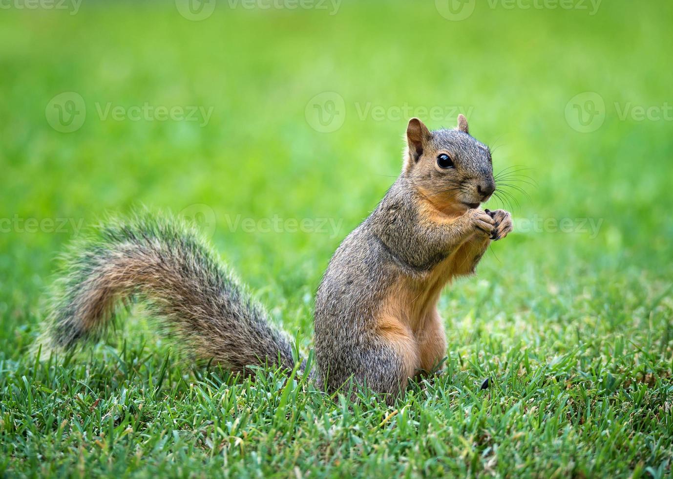 Young Eastern Fox squirrel Sciurus niger in the garden photo