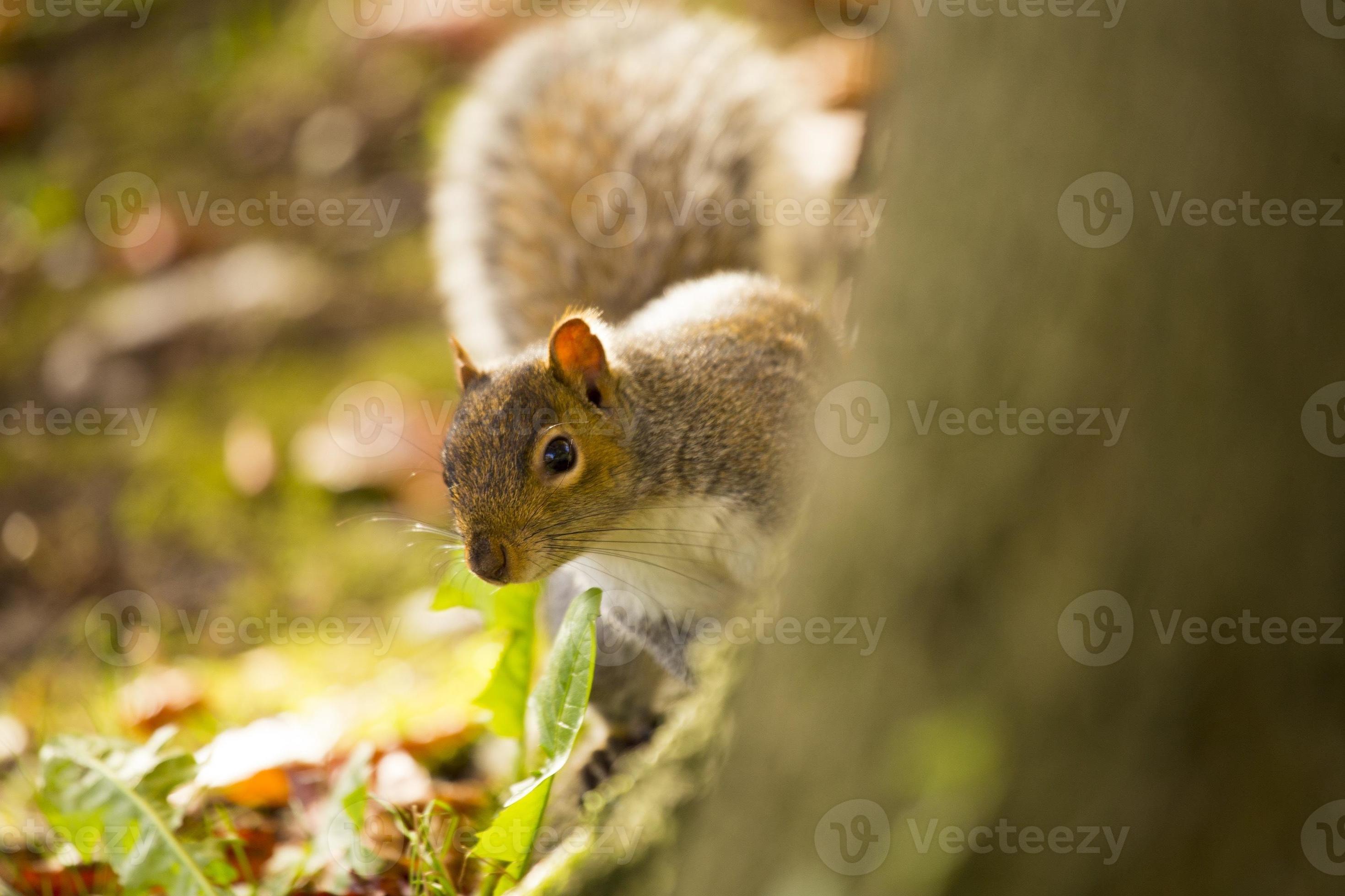 Grey Squirrel (Sciurus carolinensis) photo