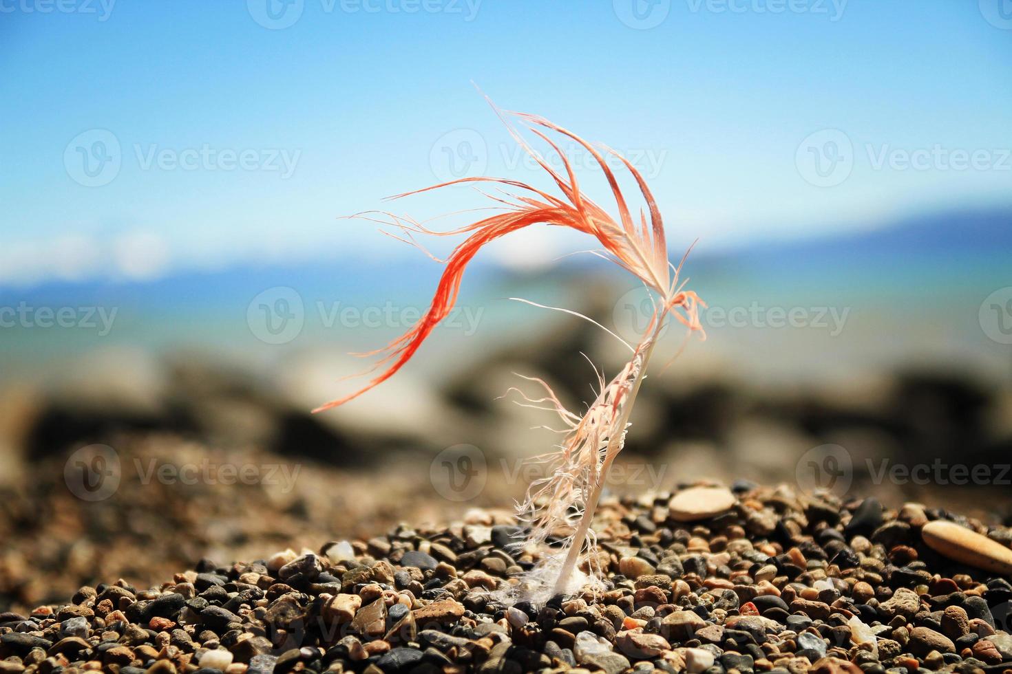 Flamingo feather (lake Argentino) photo