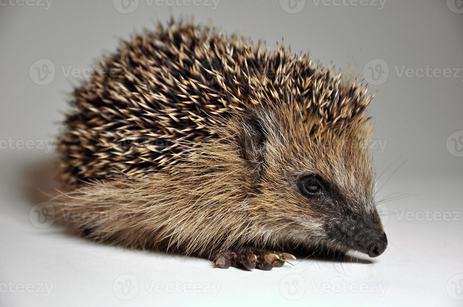 Young hedgehog photo