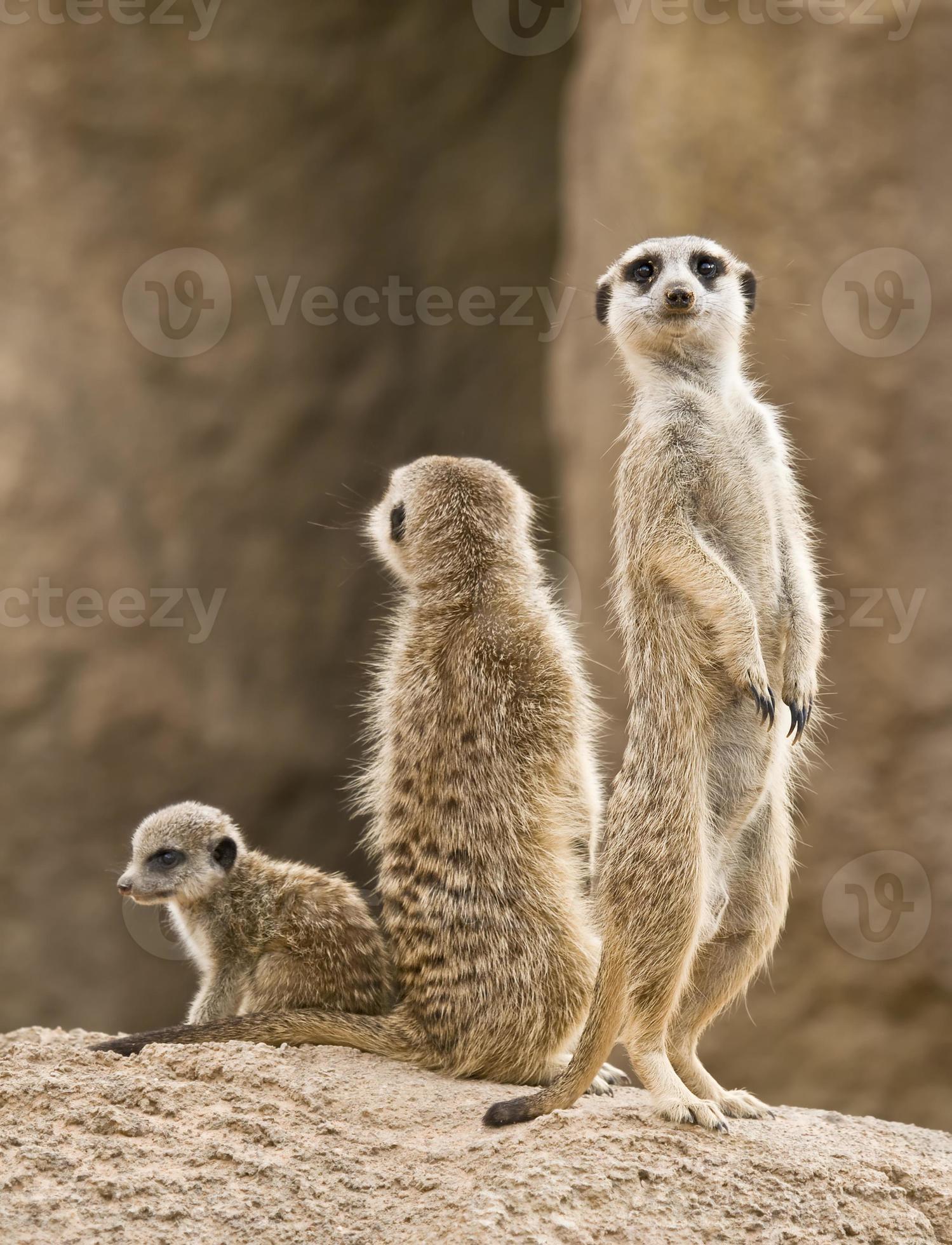 Meerkat Family 841352 Stock Photo at Vecteezy