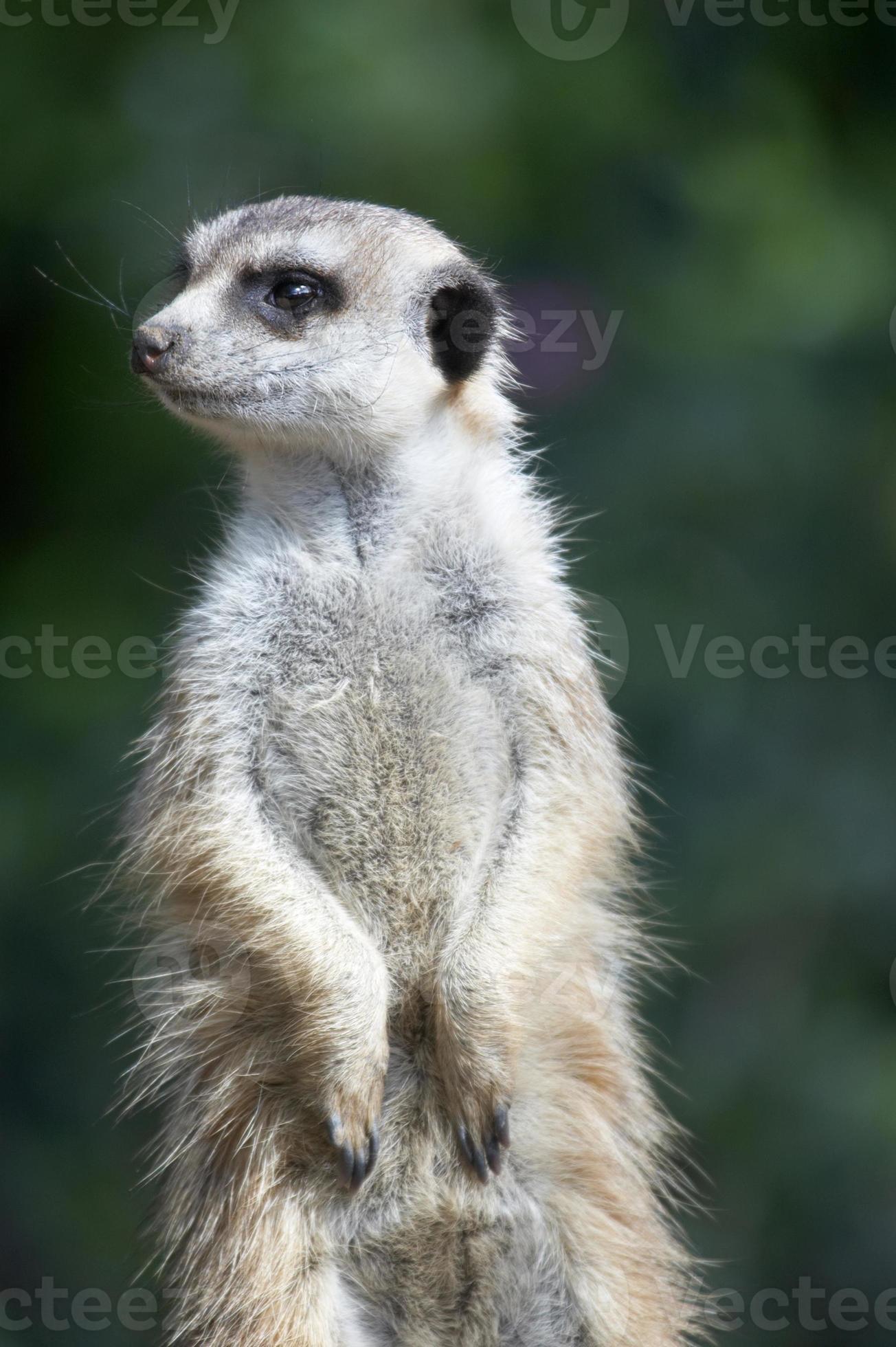 Meerkat On The Lookout Stock Photo