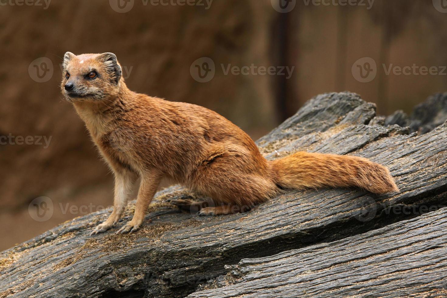 Yellow Mongoose Cynictis Penicillata Stock Photo Yellow Mongoose Cynictis Penicillata Stock Photo