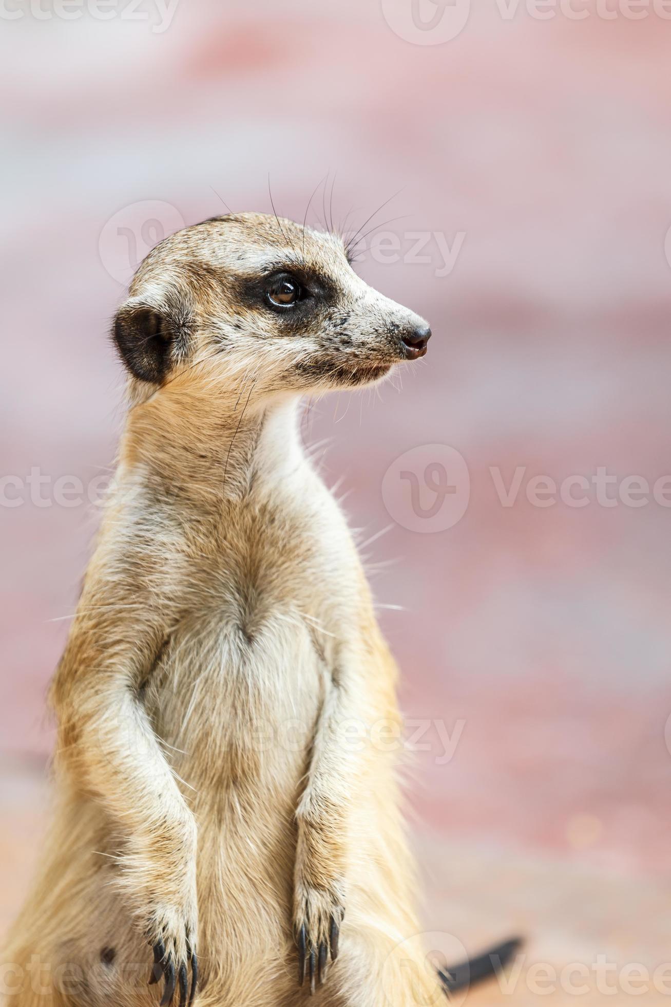 Meerkat On The Lookout Stock Photo
